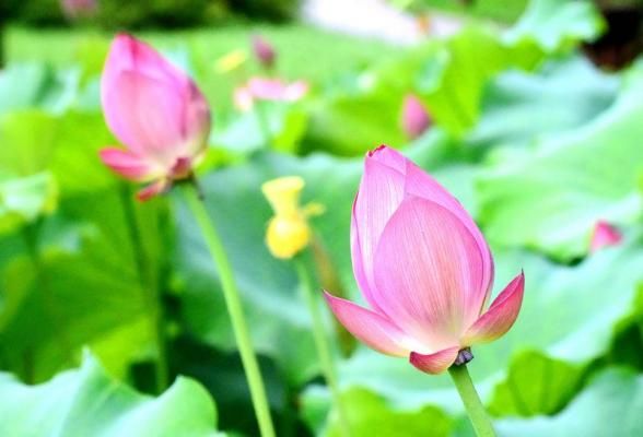 芳香怡人 昙花开