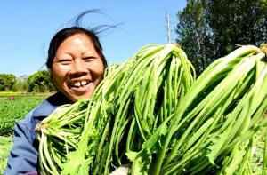 仪征陈集菜油：用优质原料守住最初的味道